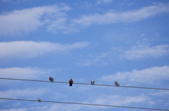 鳩と秋の空