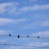 鳩と秋の空
