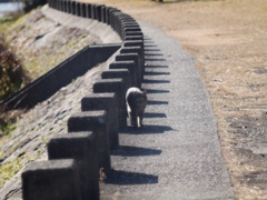 年越し猫