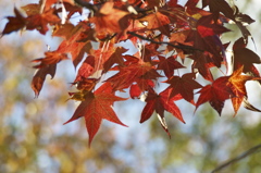 紅葉はじめ