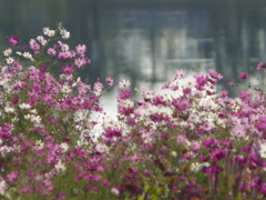 花光
