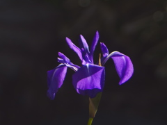 冬紫