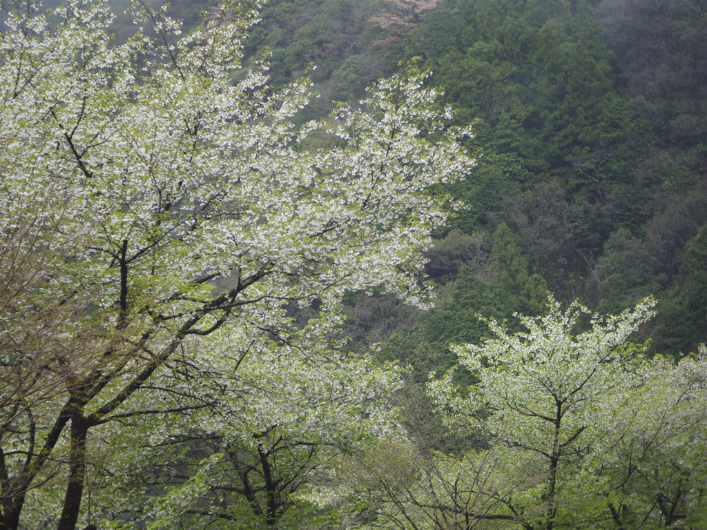 青い桜