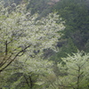 青い桜