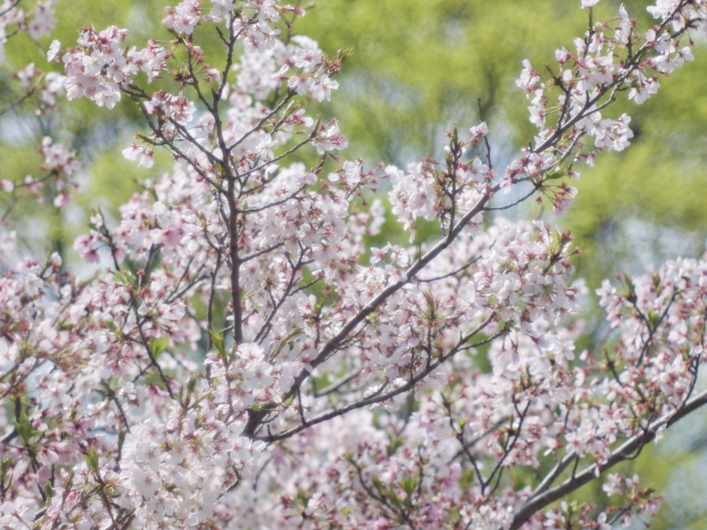 花から緑へ