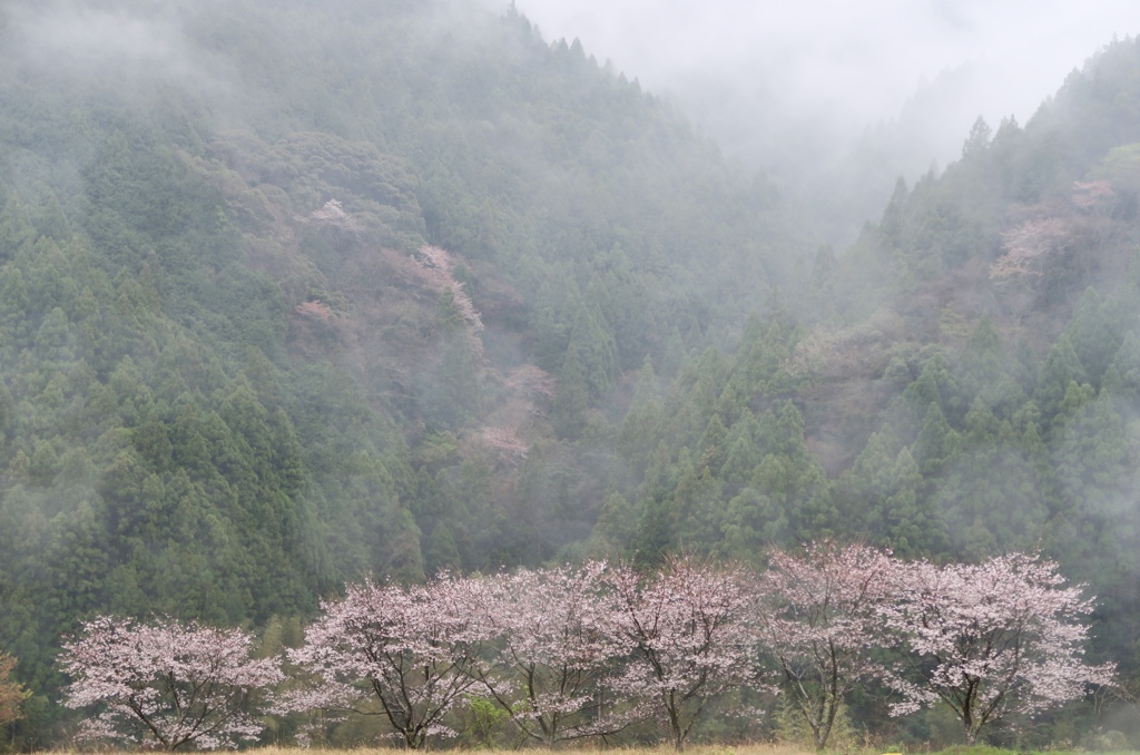 春の雨の一日