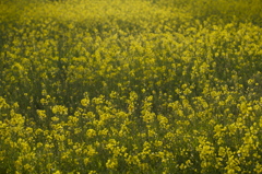 菜の花ウエーブ