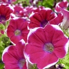 花の声 2