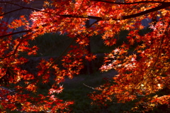 木漏れ日と紅葉
