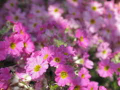 木漏れ日桜色