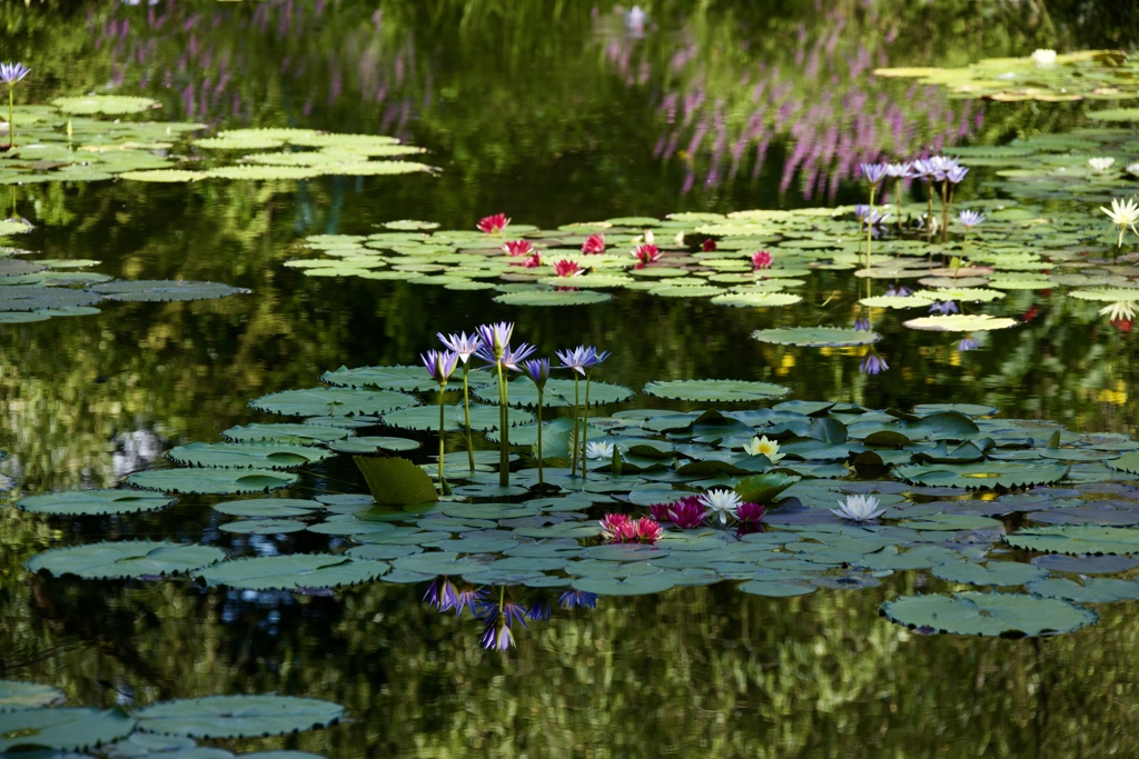 夏の趣 1