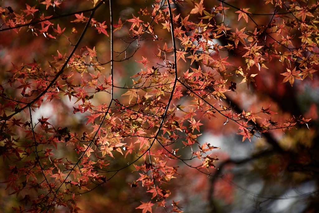 紅葉加減