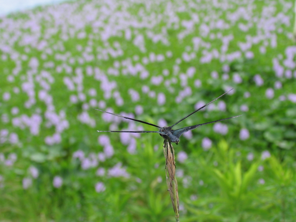 風といっしょ