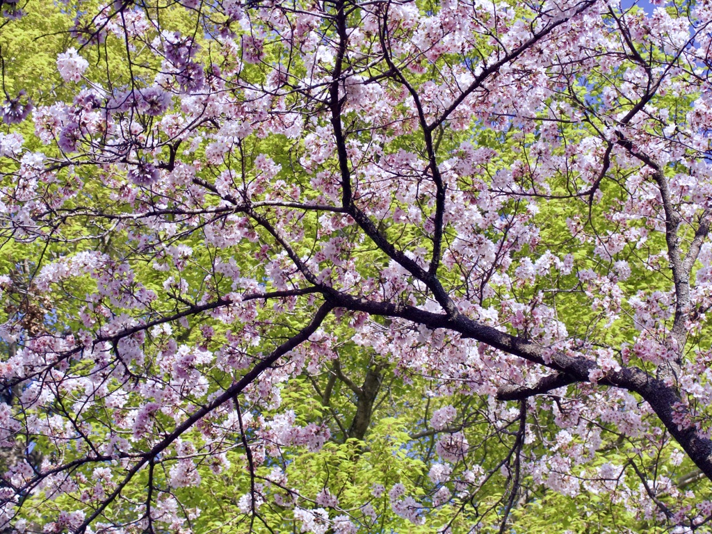 桜の季節