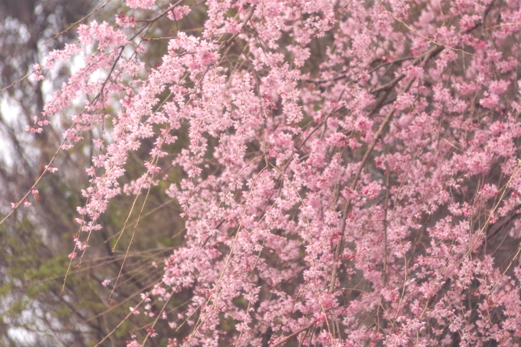 春のため息