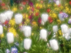 花の庭２