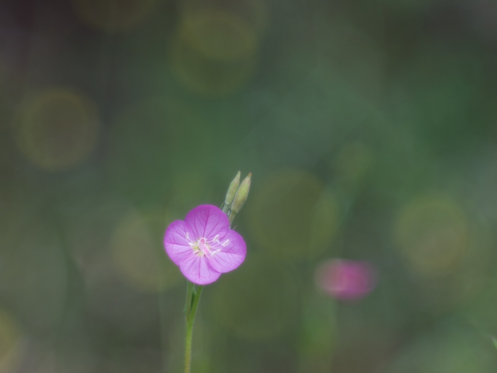 花の声