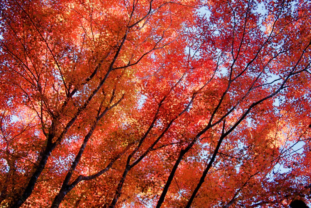 紅葉の時