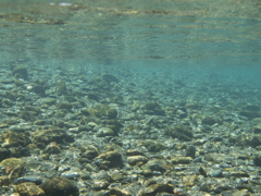 生き物の気配