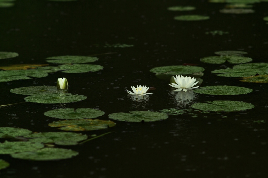 雨の時間