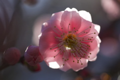 花の気持ち