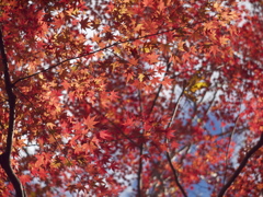 紅葉の法則