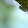夏の昼下がり