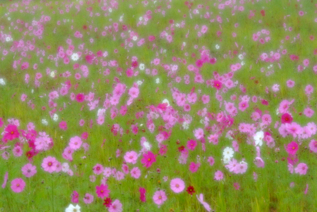 雨の日は気ままに