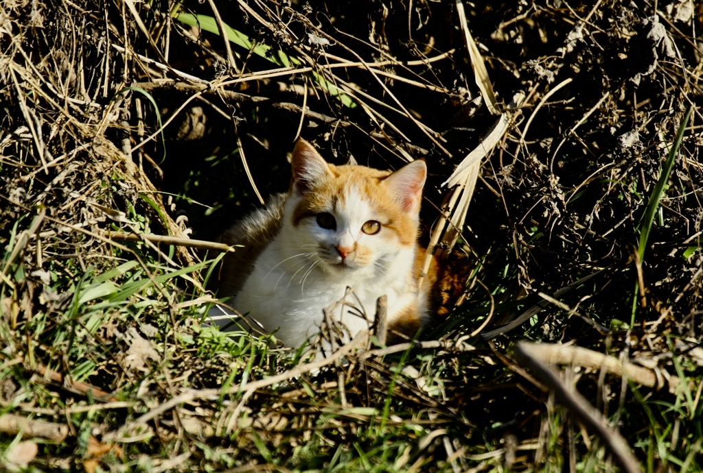 野の猫１