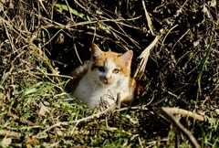 野の猫１