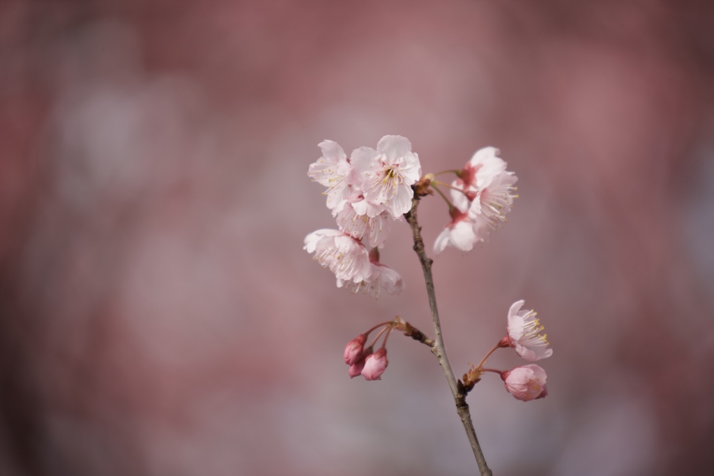 春の表情