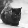 猫の気持ち