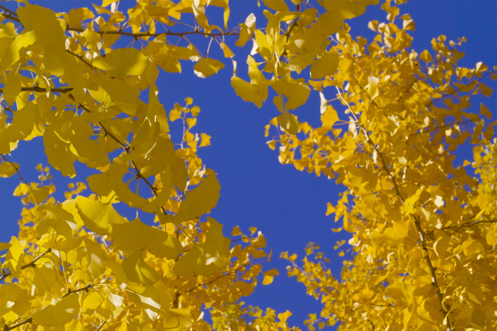 YELLOW IN THE WINTER SKY