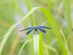 緑の視線