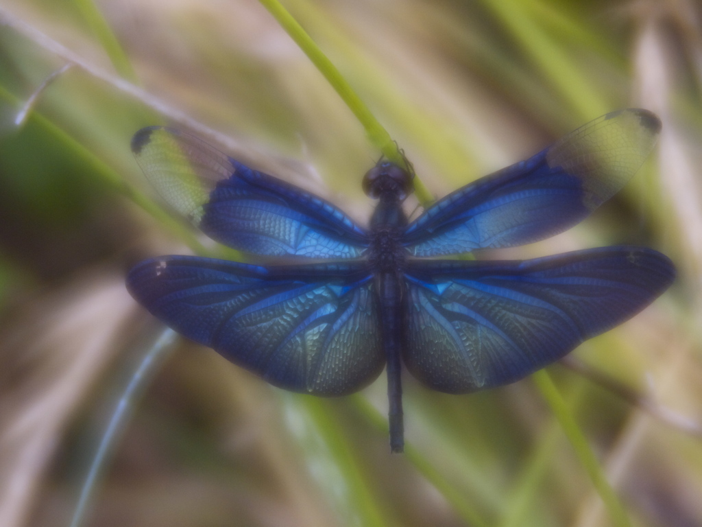 Rainy Blue
