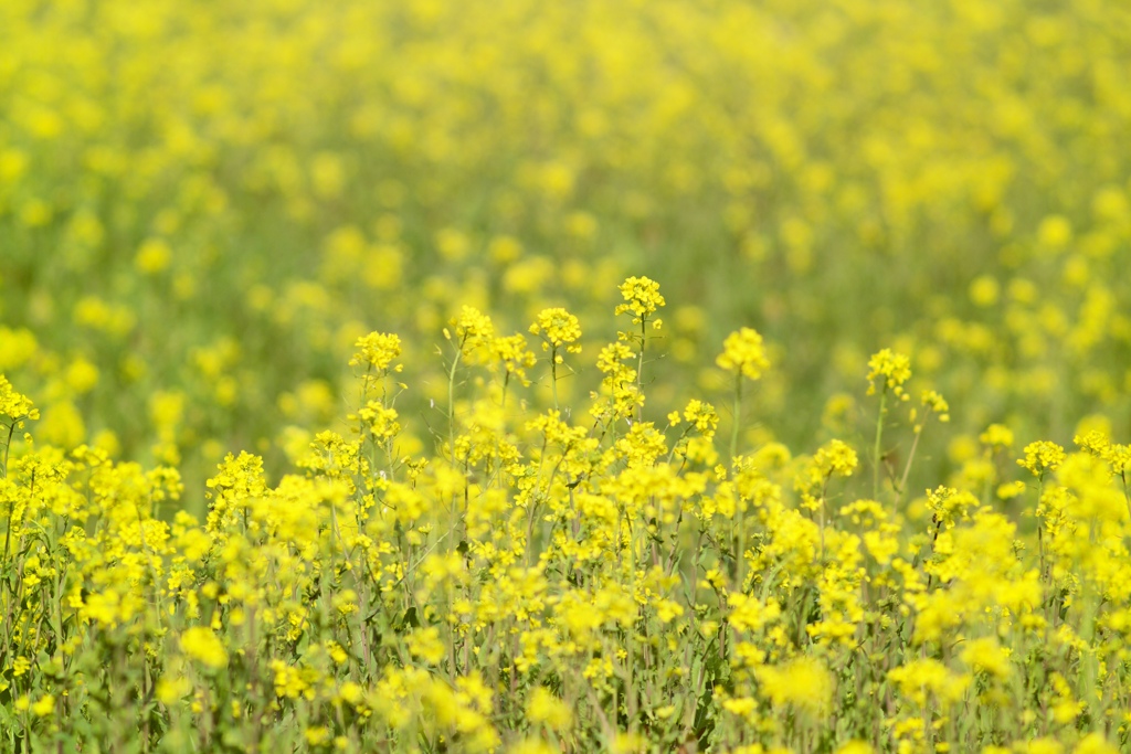 SPRING YELLOW 1