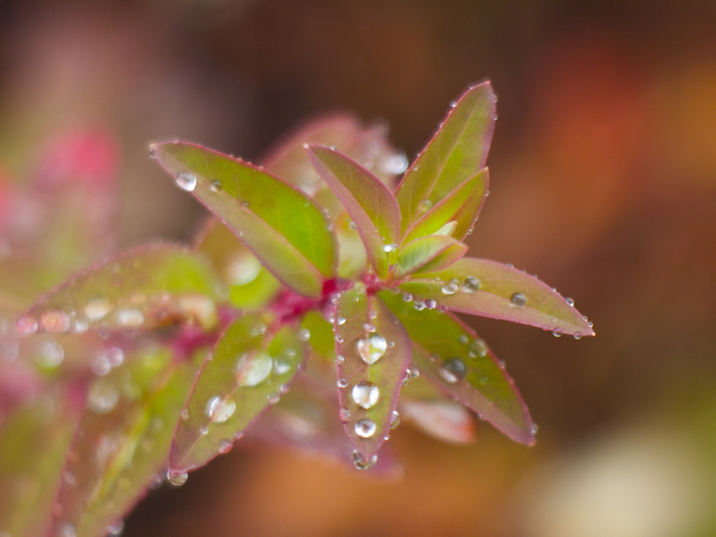 久しぶりの雨