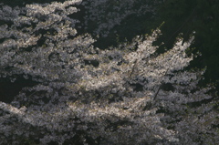 夕刻の光と儚い桜の時間