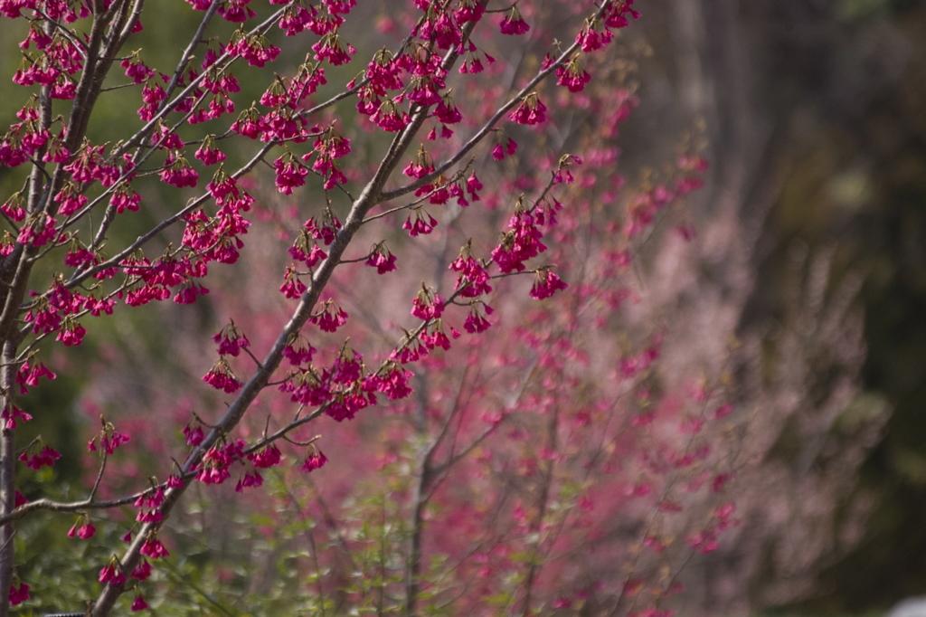 桜リレー