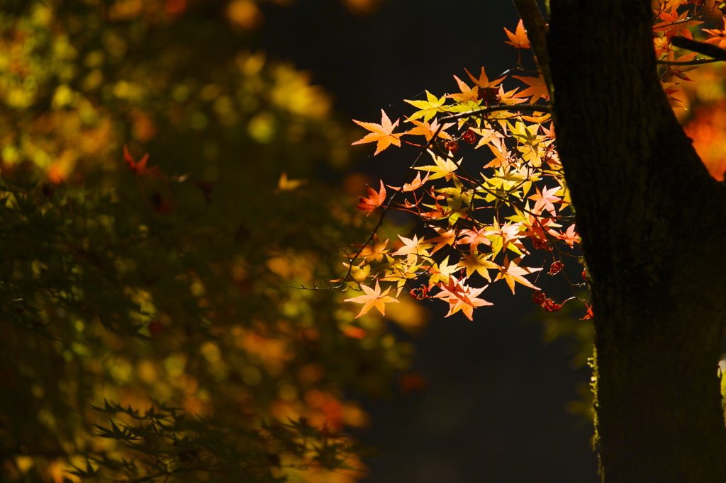 紅葉フィーリング