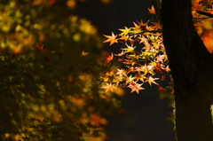 紅葉フィーリング