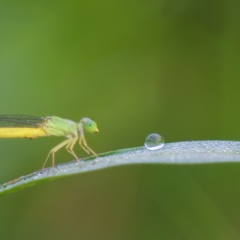 水玉くん