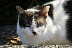 野の猫６