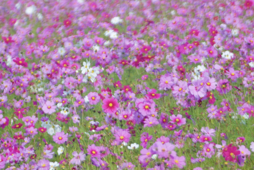 朝露の朝１２