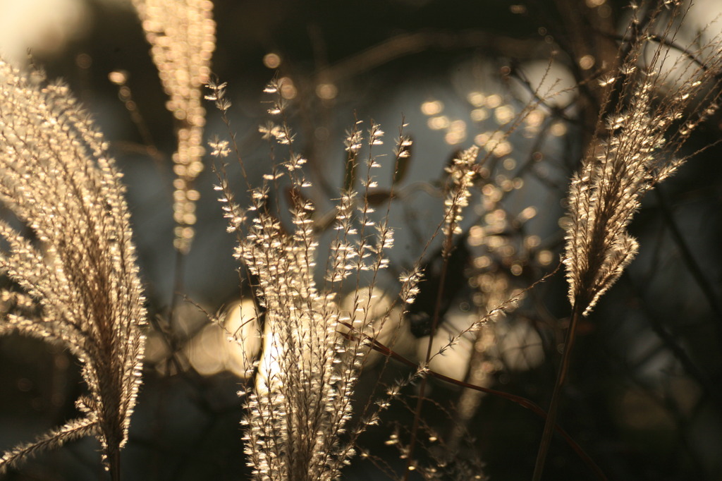 LAST MORNING 2009