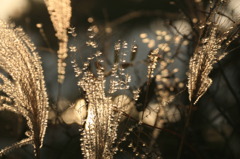 LAST MORNING 2009