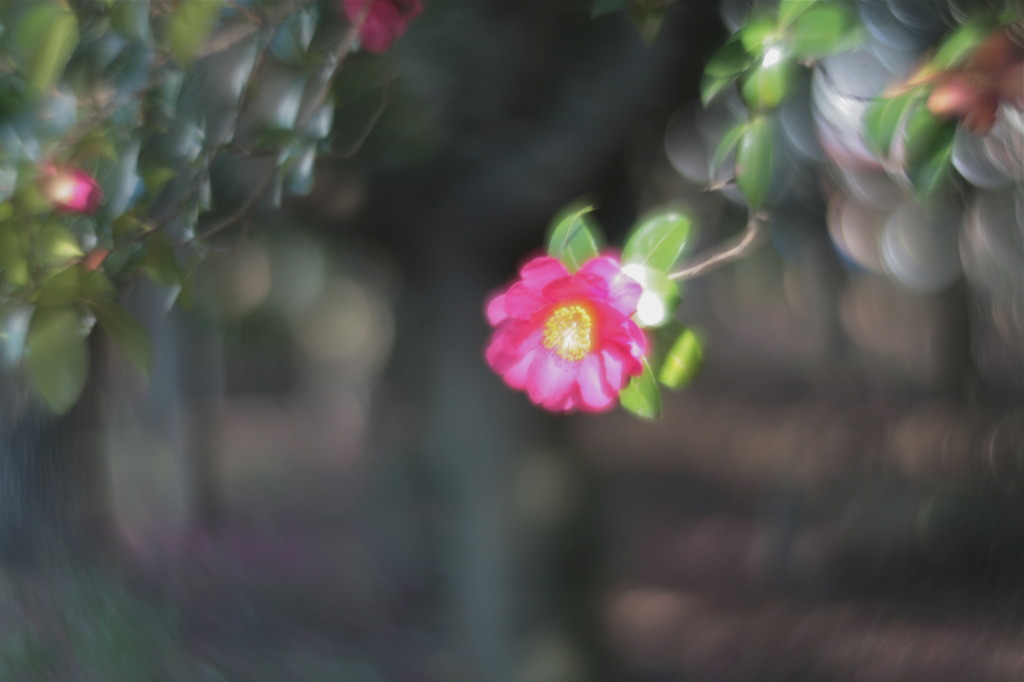 華やぐ冬の木陰