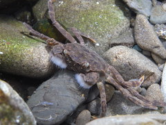 新荘川の生き物　モクズガニ