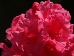 MAY RED