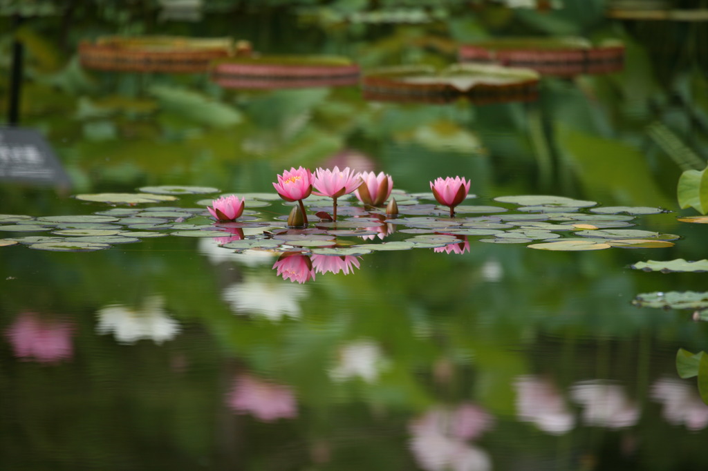 華やぐ池